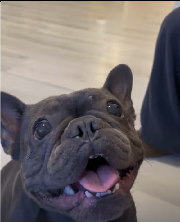 Get a Frenchie they said, they don’t bark !!!